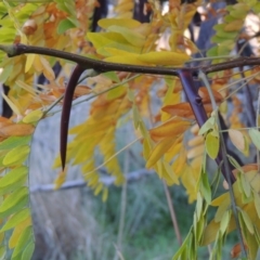 Gleditsia triacanthos at Coombs, ACT - 30 Apr 2017 06:35 PM