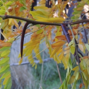 Gleditsia triacanthos at Coombs, ACT - 30 Apr 2017 06:35 PM