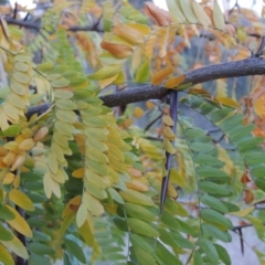 Gleditsia triacanthos at Coombs, ACT - 30 Apr 2017 06:35 PM