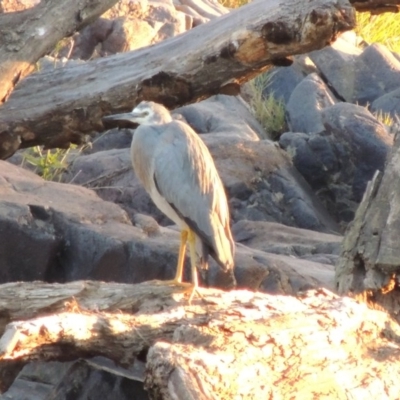 Egretta novaehollandiae (White-faced Heron) at Coombs, ACT - 30 Apr 2017 by MichaelBedingfield