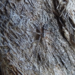 Tamopsis sp. (genus) (Two-tailed spider) at Braidwood, NSW - 30 Apr 2017 by Qwerty