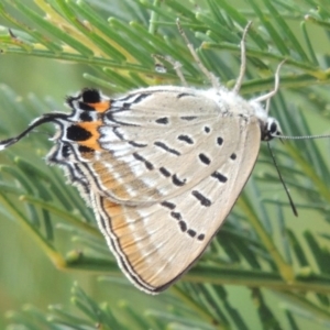 Jalmenus ictinus at Greenway, ACT - 19 Feb 2015