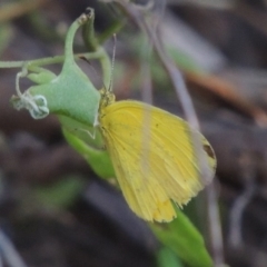Eurema smilax (Small Grass-yellow) at Tennent, ACT - 28 Dec 2016 by michaelb