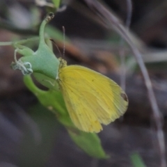 Eurema smilax at Tennent, ACT - 28 Dec 2016