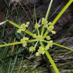 Cyperus eragrostis (Umbrella Sedge) at Molonglo River Reserve - 30 Apr 2017 by michaelb