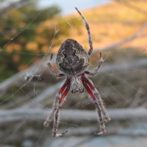 Hortophora transmarina at Molonglo River Reserve - 30 Apr 2017