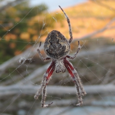 Hortophora transmarina (Garden Orb Weaver) at Coombs, ACT - 30 Apr 2017 by michaelb