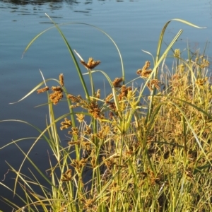 Cyperus exaltatus at Coombs, ACT - 30 Apr 2017 06:18 PM