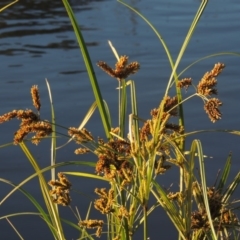 Cyperus exaltatus at Coombs, ACT - 30 Apr 2017 06:18 PM