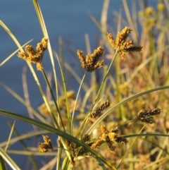 Cyperus exaltatus at Coombs, ACT - 30 Apr 2017