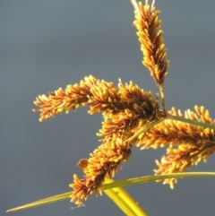 Cyperus exaltatus at Coombs, ACT - 30 Apr 2017 06:18 PM