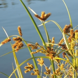 Cyperus exaltatus at Coombs, ACT - 30 Apr 2017