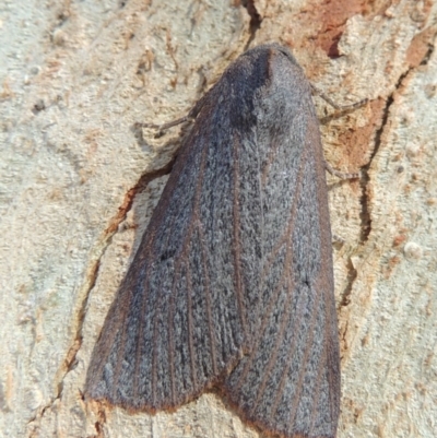 Paralaea porphyrinaria (Chestnut Vein Crest Moth) at Conder, ACT - 11 May 2016 by MichaelBedingfield