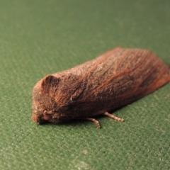 Paralaea porphyrinaria at Conder, ACT - 11 May 2016 09:57 AM