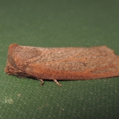 Paralaea porphyrinaria at Conder, ACT - 11 May 2016 09:57 AM