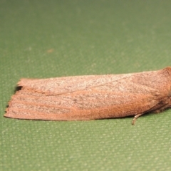 Paralaea porphyrinaria at Conder, ACT - 11 May 2016 09:57 AM