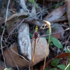 Chiloglottis reflexa at Acton, ACT - 3 May 2017