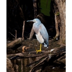 Egretta novaehollandiae (White-faced Heron) at Millingandi, NSW - 2 May 2017 by JulesPhotographer