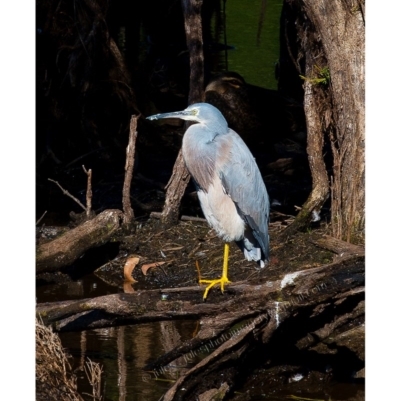 Egretta novaehollandiae (White-faced Heron) at Millingandi, NSW - 3 May 2017 by JulesPhotographer