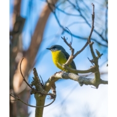 Eopsaltria australis (Eastern Yellow Robin) at Pambula, NSW - 29 Apr 2017 by JulesPhotographer