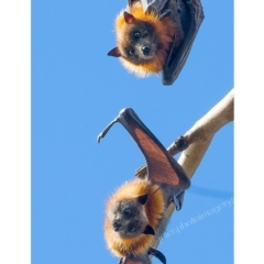 Pteropus poliocephalus (Grey-headed Flying-fox) at Pambula, NSW - 28 Apr 2017 by JulesPhotographer