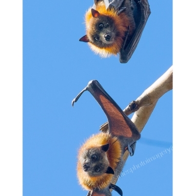 Pteropus poliocephalus (Grey-headed Flying-fox) at Pambula, NSW - 29 Apr 2017 by JulesPhotographer