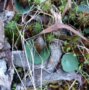 Corysanthes hispida at Acton, ACT - 3 May 2017