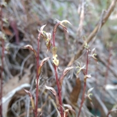 Acianthus exsertus (Large Mosquito Orchid) at Acton, ACT - 3 May 2017 by MattM