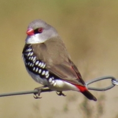 Stagonopleura guttata (Diamond Firetail) at Paddys River, ACT - 3 May 2017 by JohnBundock