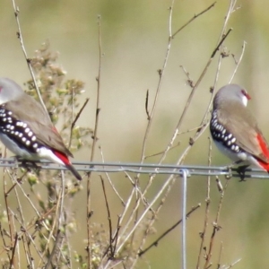 Stagonopleura guttata at Paddys River, ACT - 3 May 2017