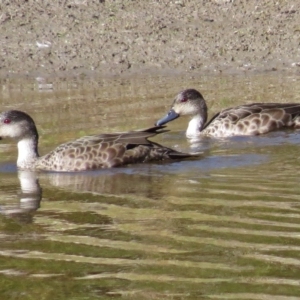 Anas gracilis at Paddys River, ACT - 3 May 2017 11:44 AM