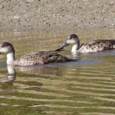 Anas gracilis (Grey Teal) at Paddys River, ACT - 3 May 2017 by JohnBundock