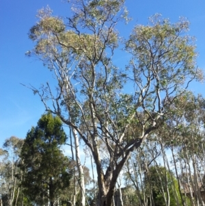 Eucalyptus blakelyi at Little Taylor Grasslands - 28 Apr 2017