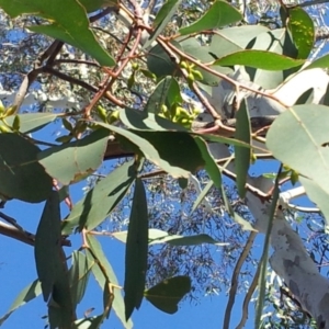 Eucalyptus blakelyi at Little Taylor Grasslands - 28 Apr 2017