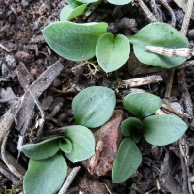 Diplodium truncatum (Little Dumpies, Brittle Greenhood) at Canberra Central, ACT - 3 May 2017 by waltraud