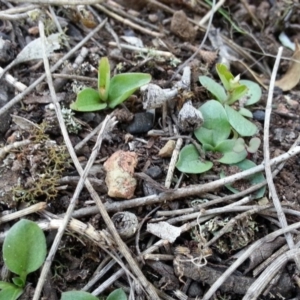 Diplodium truncatum at Canberra Central, ACT - suppressed