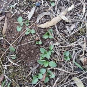 Diplodium truncatum at Canberra Central, ACT - suppressed