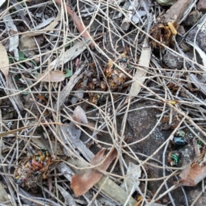 Diplodium truncatum at Canberra Central, ACT - suppressed