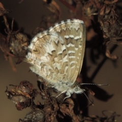 Theclinesthes serpentata (Saltbush Blue) at Tennent, ACT - 1 Apr 2017 by MichaelBedingfield