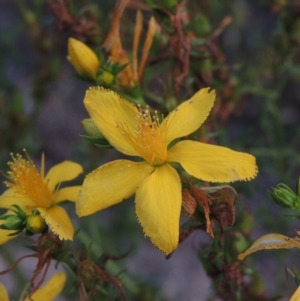 Hypericum perforatum at Tennent, ACT - 28 Dec 2016