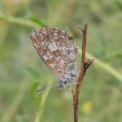 Theclinesthes serpentata (Saltbush Blue) at Tennent, ACT - 28 Dec 2016 by MichaelBedingfield