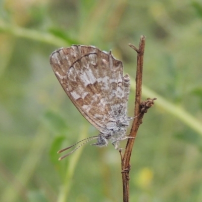 Theclinesthes serpentata (Saltbush Blue) at Tennent, ACT - 28 Dec 2016 by MichaelBedingfield