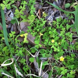 Oxalis sp. at Garran, ACT - 3 May 2017