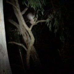 Ninox boobook at Wamboin, NSW - 3 May 2017 12:00 AM