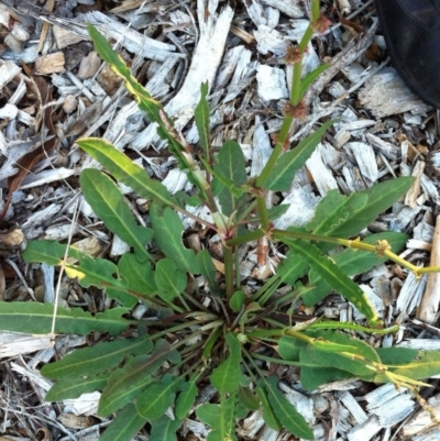 Rumex brownii (Slender Dock) at Garran, ACT - 1 Apr 2017 by ruthkerruish