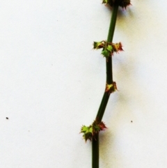 Rumex brownii at Garran, ACT - 1 Apr 2017