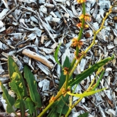 Rumex brownii at Garran, ACT - 1 Apr 2017