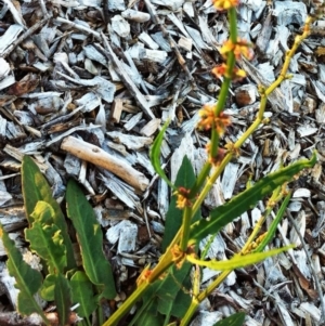 Rumex brownii at Garran, ACT - 1 Apr 2017