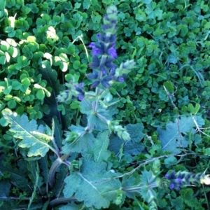 Salvia verbenaca var. verbenaca at Hughes, ACT - 4 Apr 2017