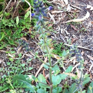 Salvia verbenaca var. verbenaca at Hughes, ACT - 4 Apr 2017